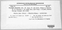 Blumeria graminis image